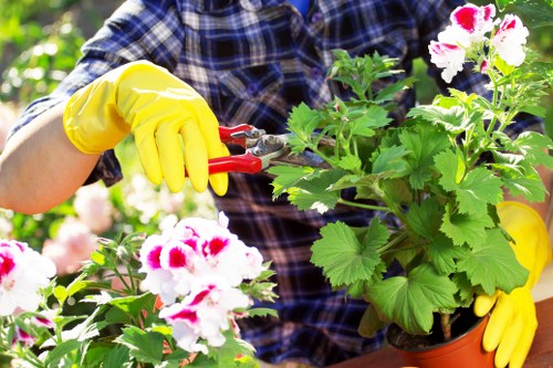 Assessing an existing garden space during renovation in Limegarden