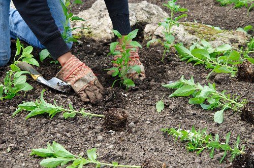 Seasonal lawn care scene in Limegarden with healthy turf